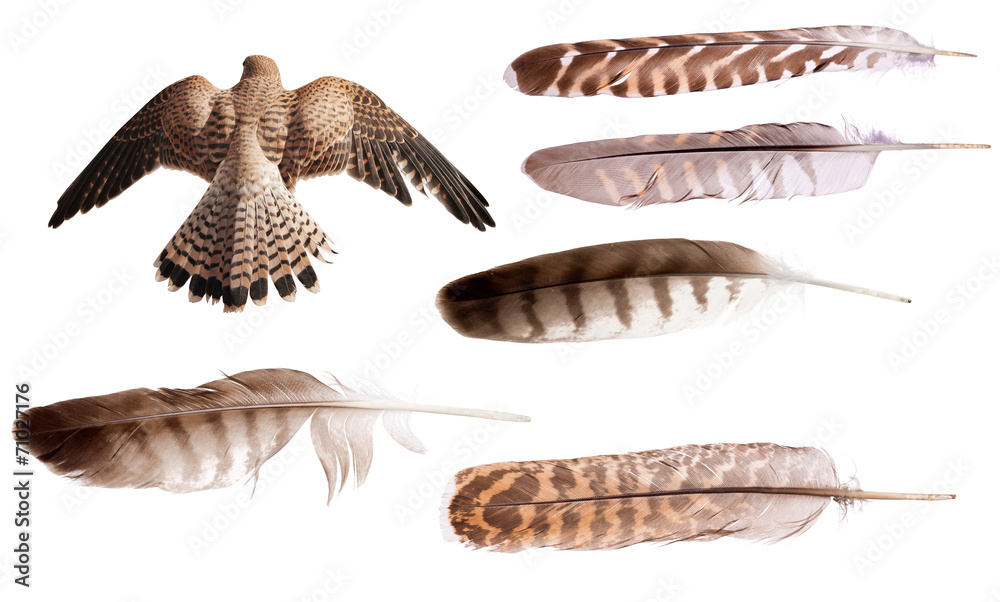 flying brown falcon and feathers set isolated on white flying brown falcon and feathers set isolated on white
