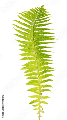 light green fern frond on white