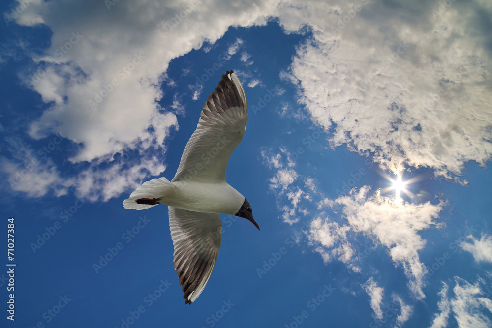 gull in blue sky with clouds and sun