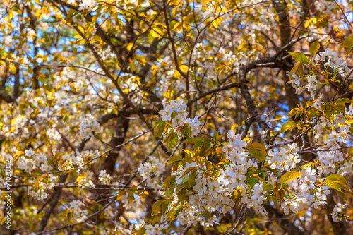 Fototapeta Naklejka Na Ścianę i Meble -  Blooming wild cherry blossoms