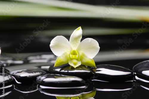 white orchid and black stones on green thin bamboo grove
