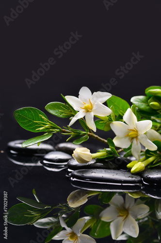Branch gardenia flower with leaves on pebbles