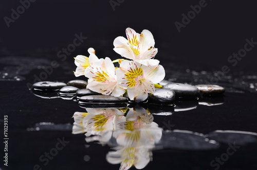 branch white orchid on black pebbles with reflection