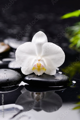 beautiful orchid with black stones and green plant