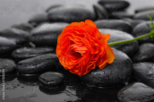 Wet pebbles and set of ranunculus flower