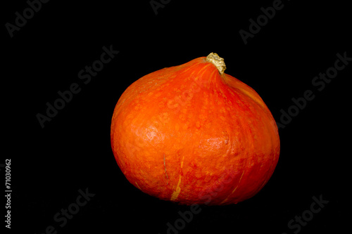 One orange hokkaido pumpkin photo