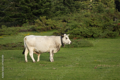 Vache gasconne et veau,Pyrénées