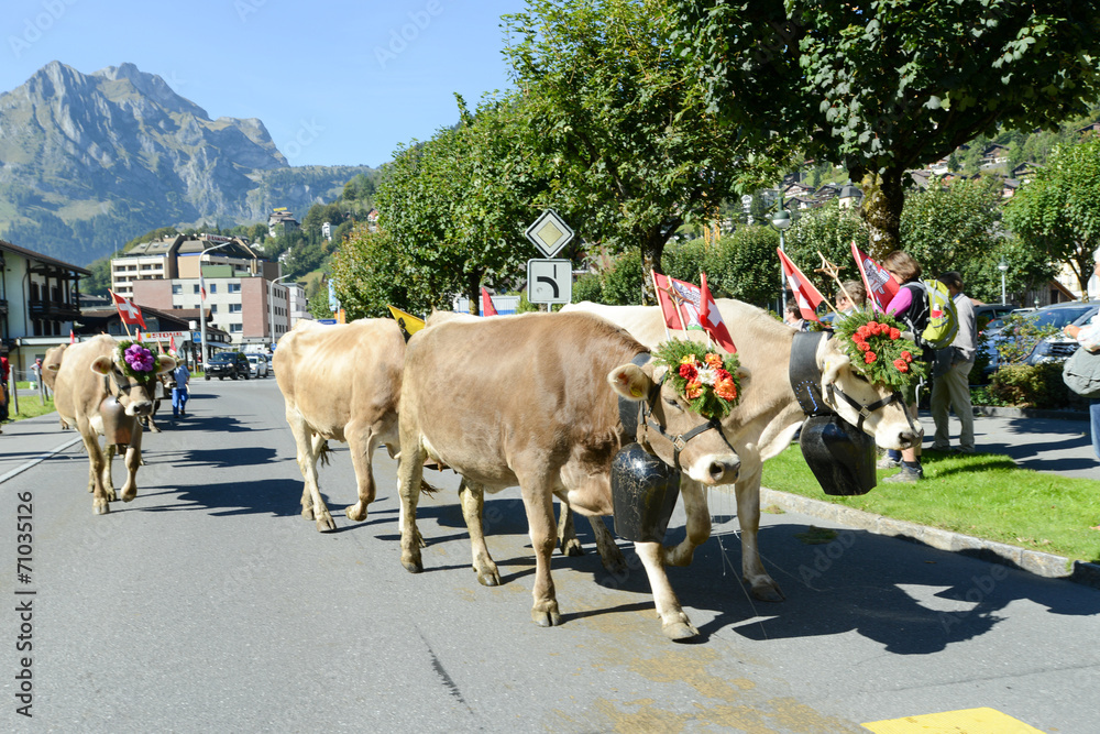 Farmers with a herd of cows on the annual transhumance at Engelb - obrazy, fototapety, plakaty 