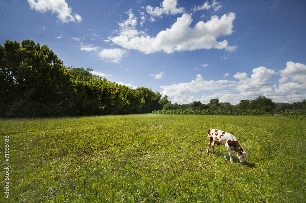 Fototapeta premium calf on pasture