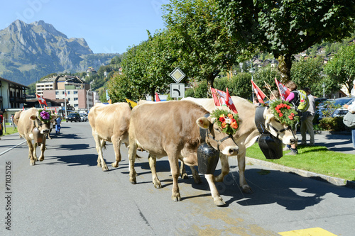 Farmers with a herd of cows on the annual transhumance at Engelb