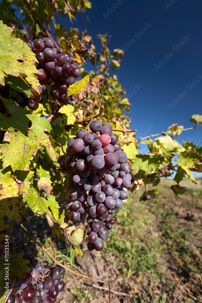 Bunch of purple grapes hang on the vine