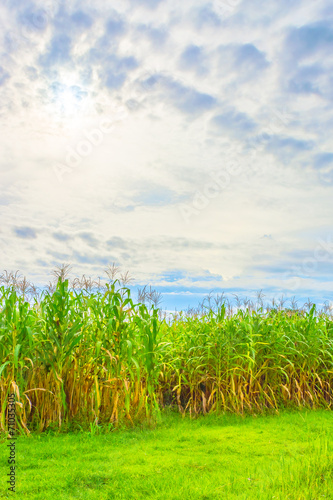 image of corn field and sky in background