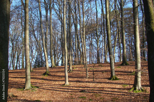 Forêt de Retz,Aisne