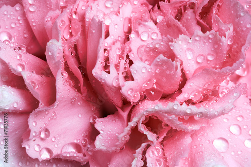 Pink wet carnation flower close-up. Greeting card or background