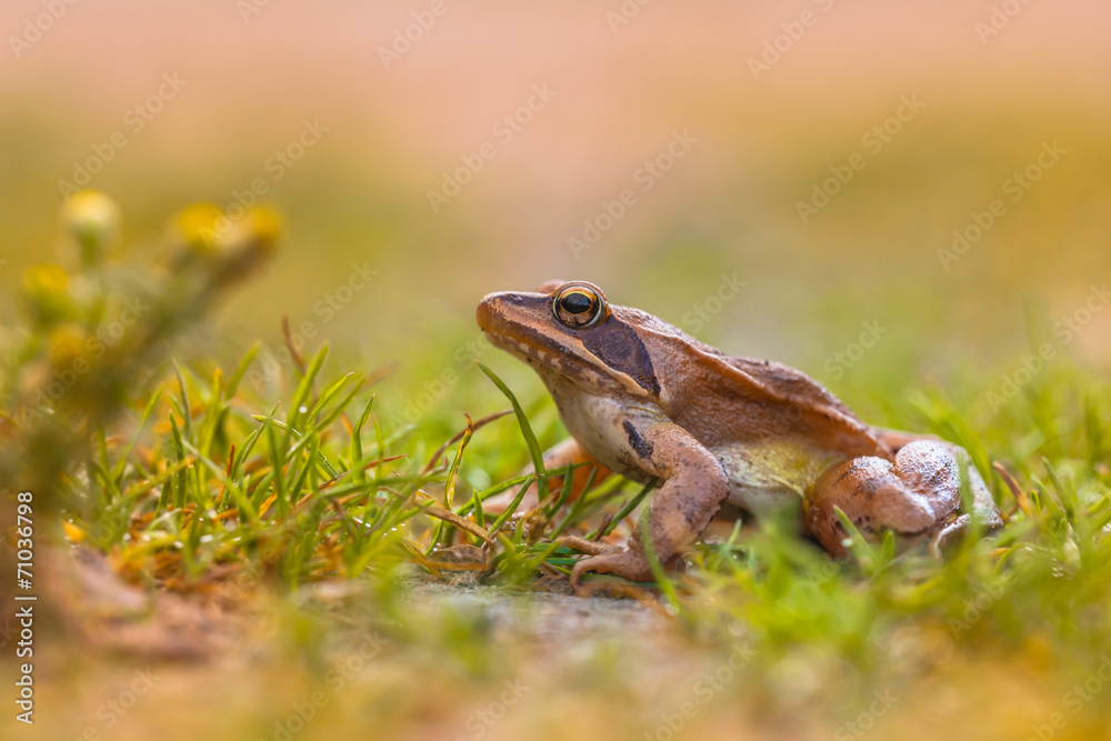 Fototapeta premium Agile Frog (Rana dalmatina) in Grass with Flowers