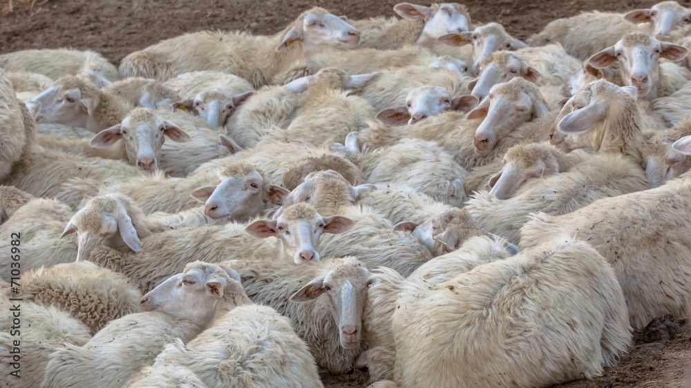 Fototapeta premium Herd of Sleeping Sheep Background