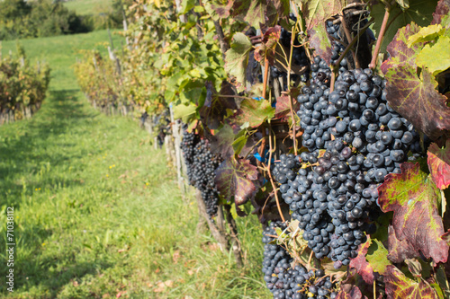 red grapes on rows
