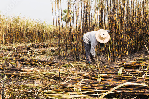 workers harvesting sugarcane in farm