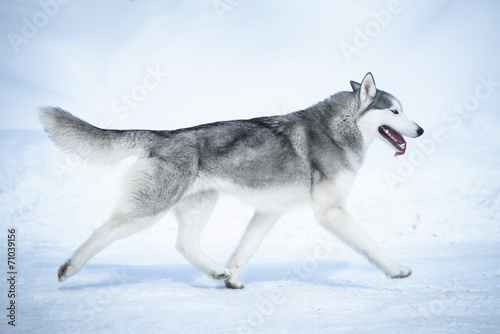 Siberian husky run on snow