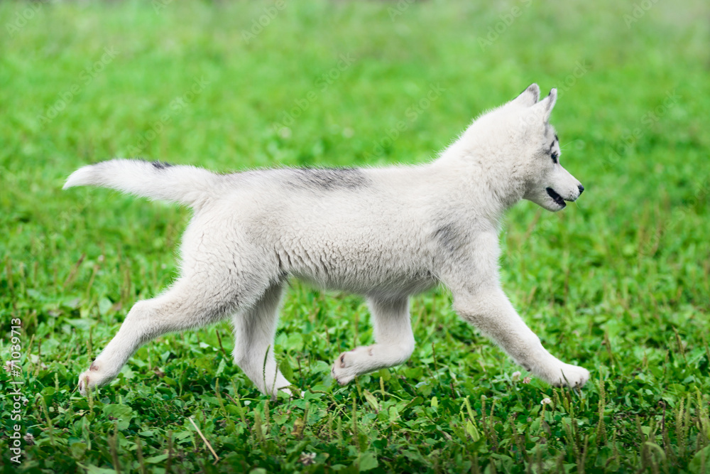 Puppy of Siberian husky running on green grass Puppy of Siberian husky running on green grass