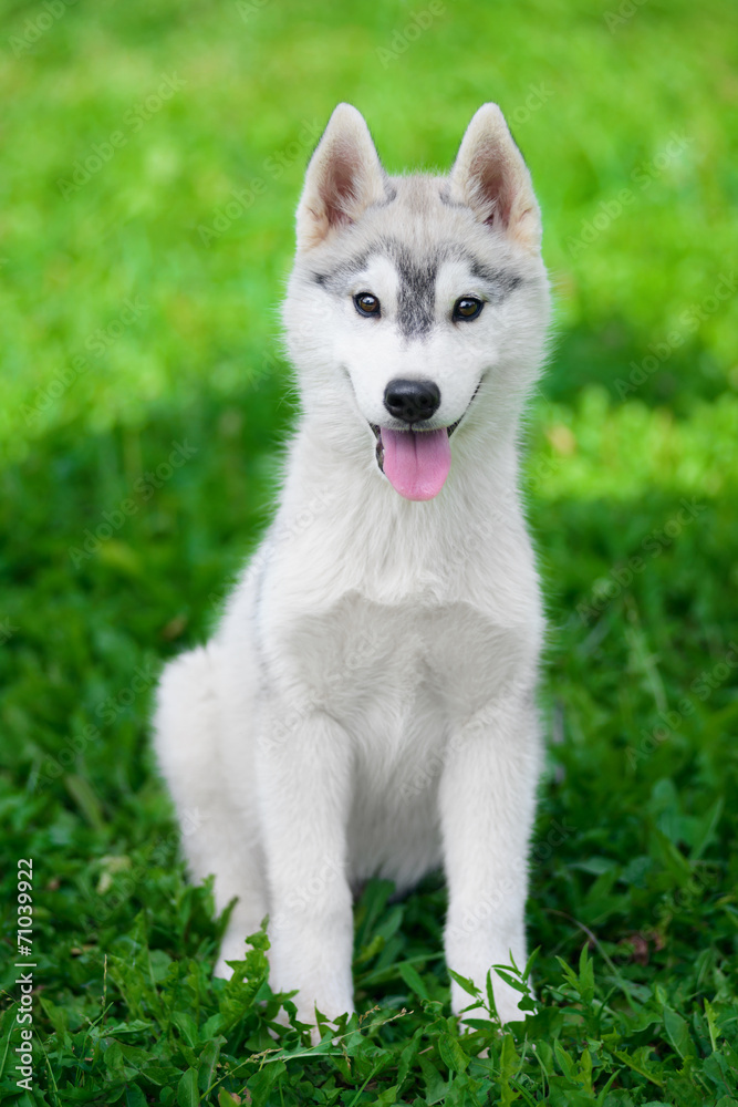Puppy of Siberian husky sits on green grass Puppy of Siberian husky sits on green grass