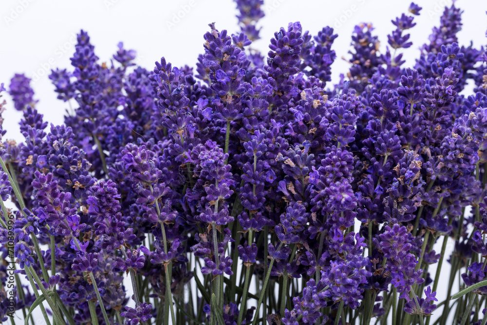 Fototapeta premium .Lavender isolated on white background. Close up.
