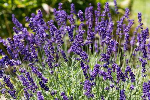 Fototapeta Naklejka Na Ścianę i Meble -  Gardens with the flourishing lavender
