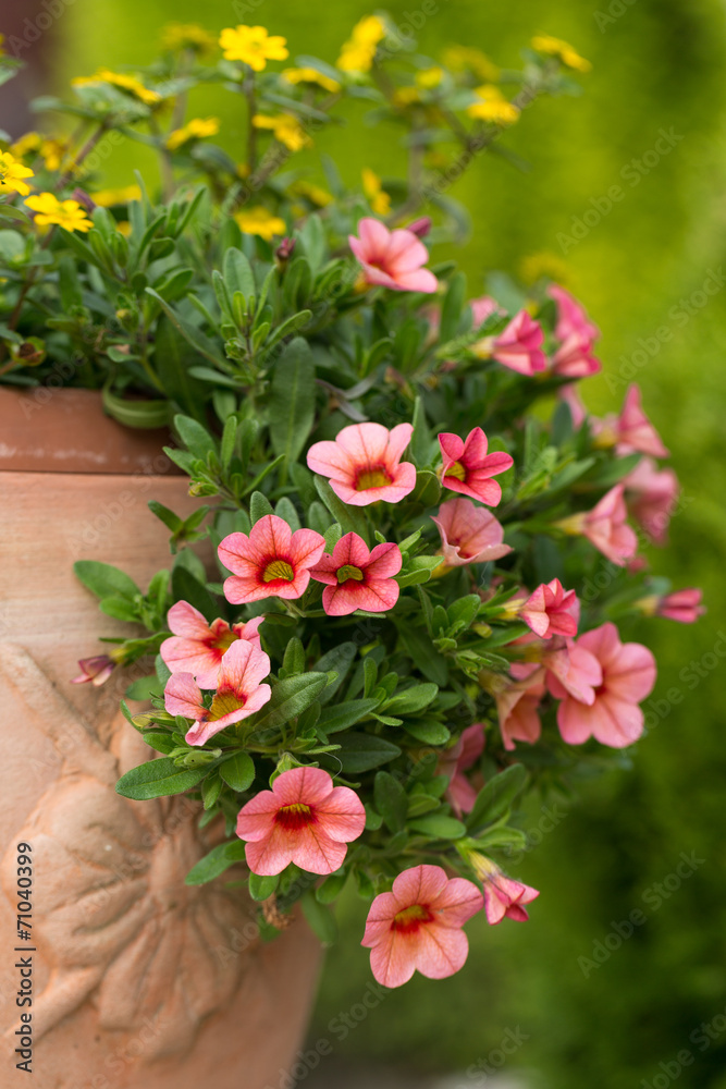 red petunias flowers in garden red petunias flowers in garden