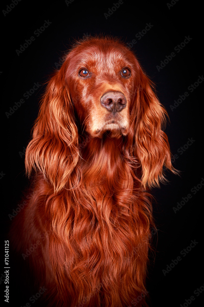 Red irish setter dog Red irish setter dog