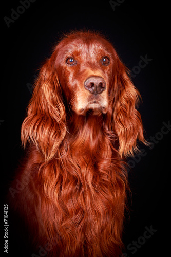 Red irish setter dog
