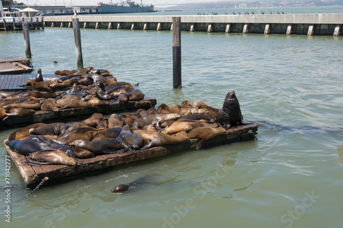Photography Sea lions on the piers in San Francisco