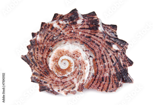 seashell shell isolated on white background