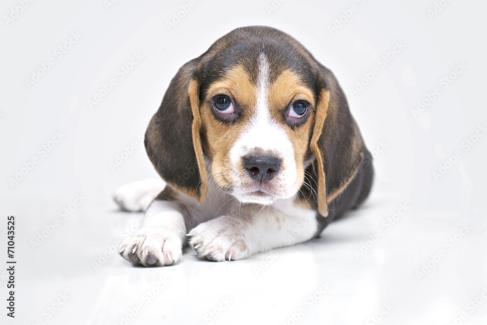 puppy dog - beagle