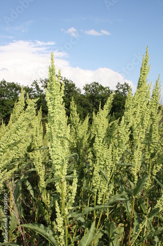 plant Rumex confertus