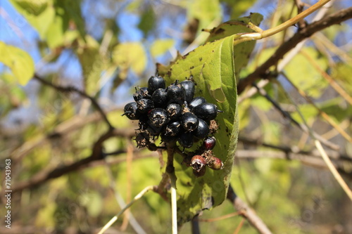 Eleutherococcus senticosus