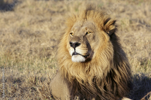 Wild male lion portrait #71044351
