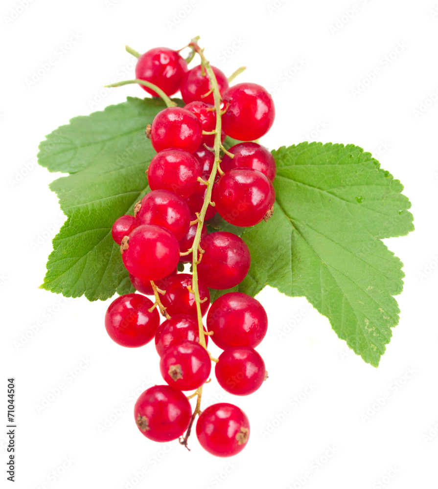 fresh red currant fresh red currant