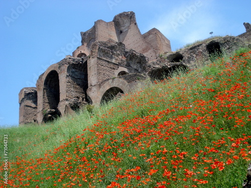 Roma Palatino photo