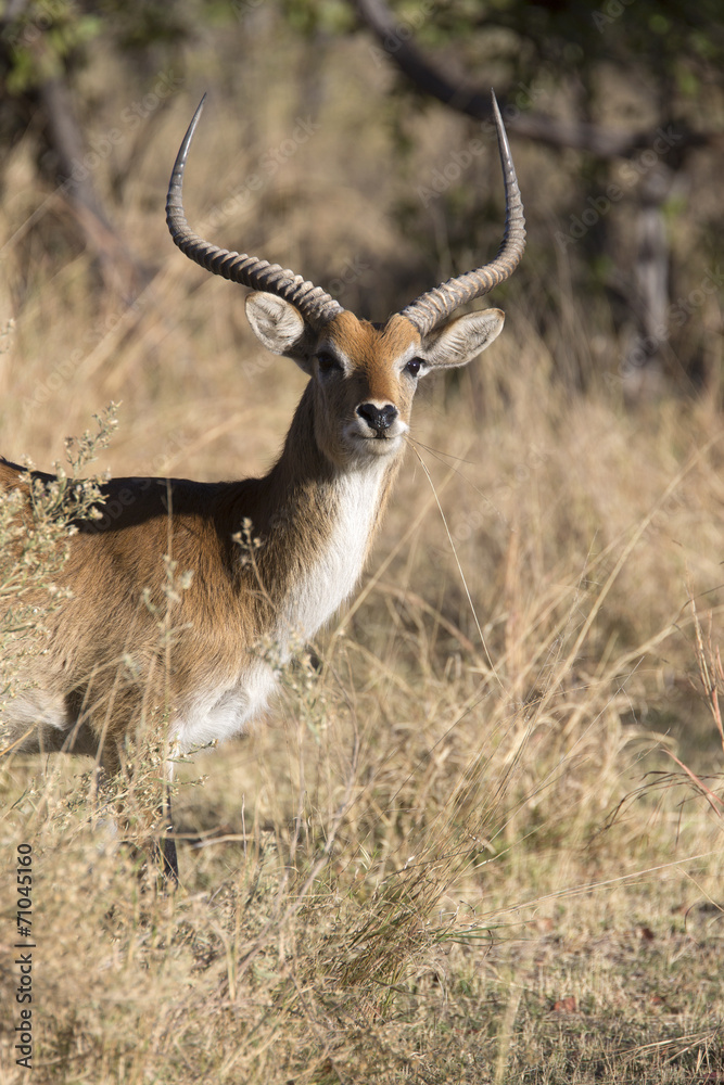 Fototapeta premium Portrait of wild red lechwe