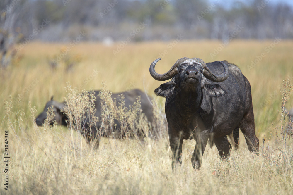 Free african wild buffalo Free african wild buffalo