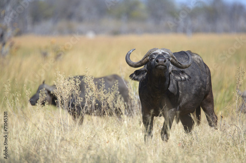 Free african wild buffalo