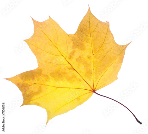 Maple yellow leaf isolated