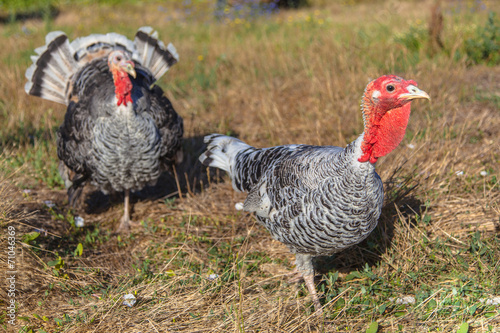 Male and Female Turkey
