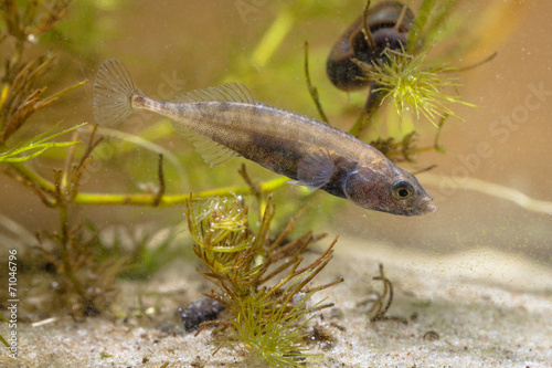 Ninespine Stickleback on Display