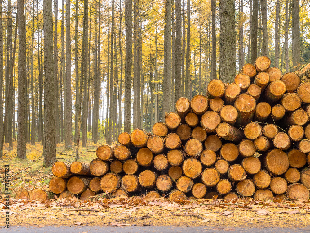 Stack of Timber in a Yellow Colored Larch Forest