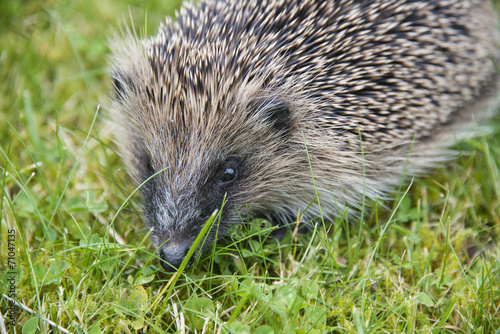 Young hedgehog in garden