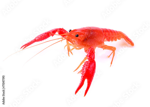 Red crawfish on white background