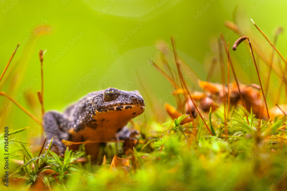 Obraz premium Male Alpine Newt Walking through a Field of Moss