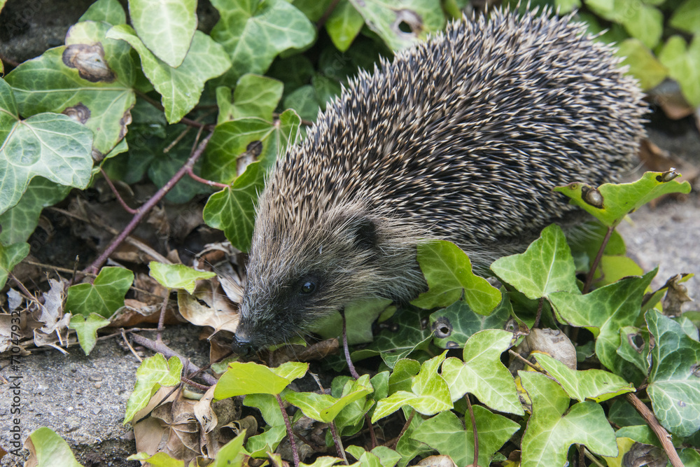 Fototapeta premium Young hedgehog in garden