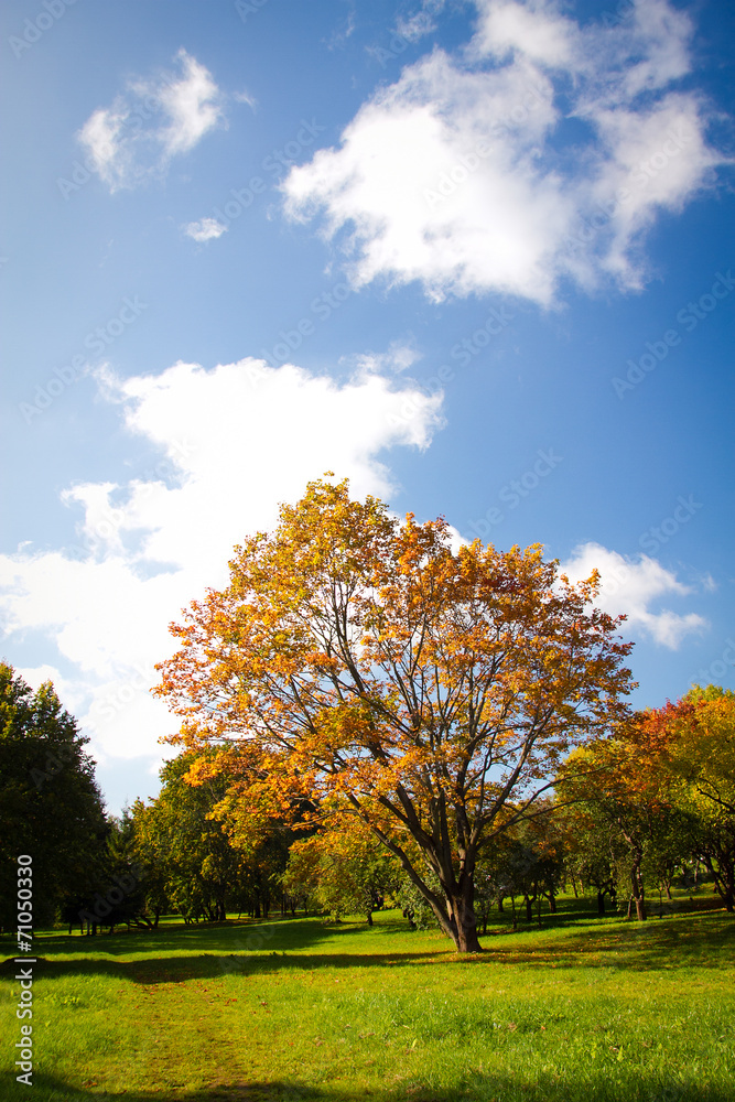 autumn in the park.